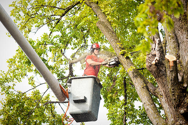 Best Hedge Trimming  in Bigfoot, TX